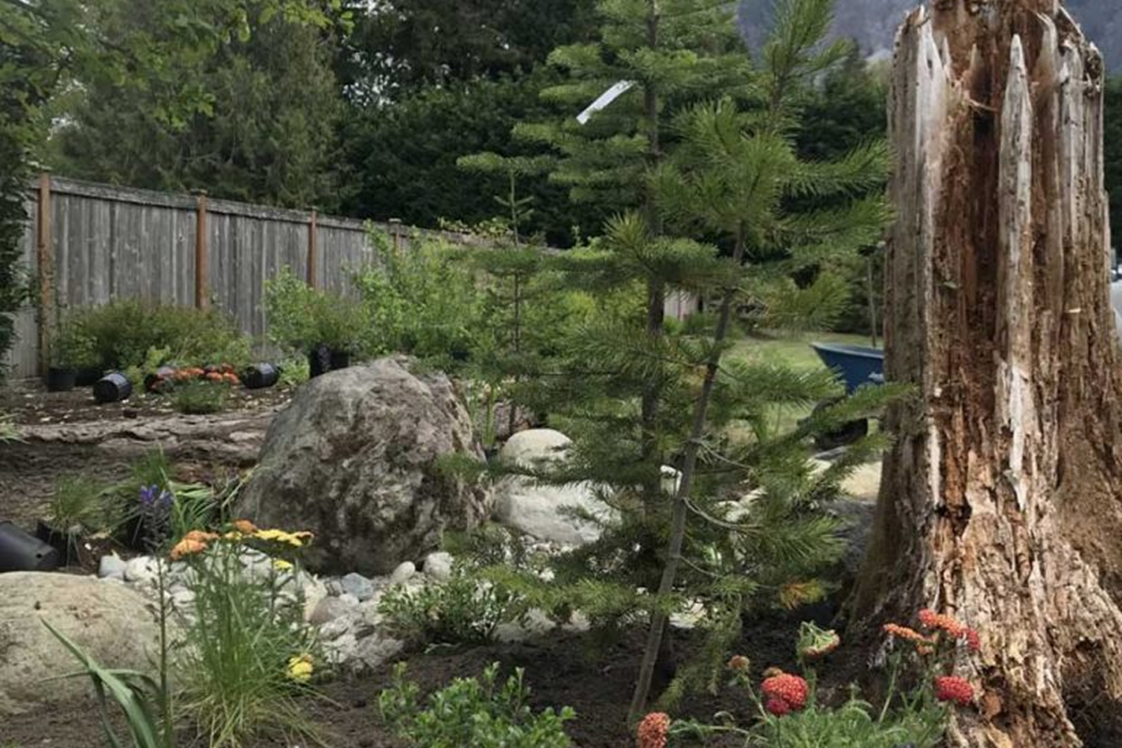 Lush garden featuring a tall pine tree