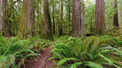 Lush green forest with towering trees