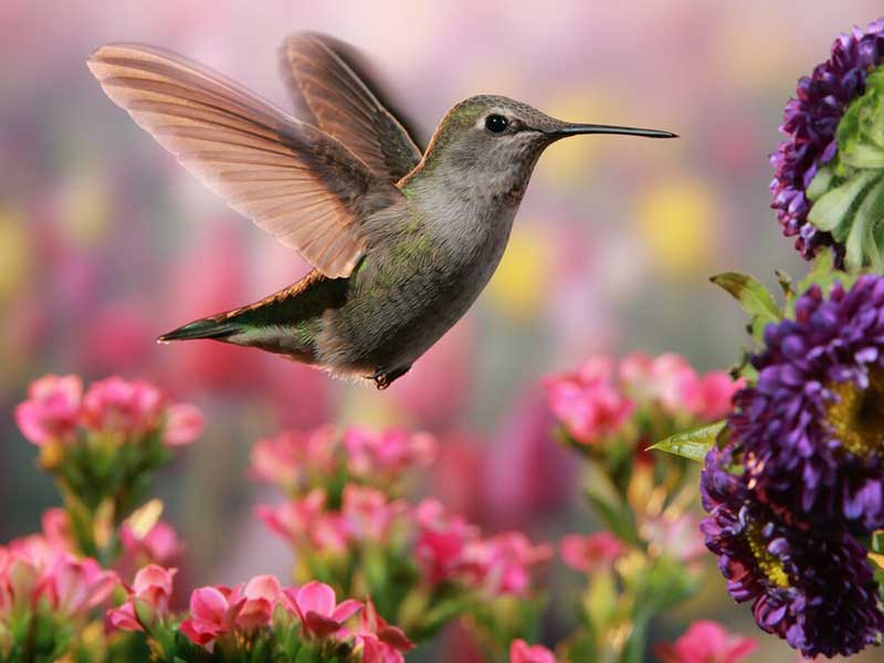 Hummingbird in a flower garden