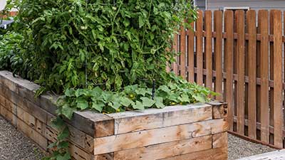 Lush vegetable garden beside wooden fence