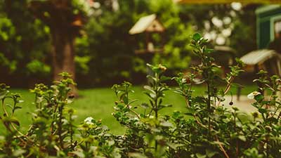 Close-up of lush garden plants