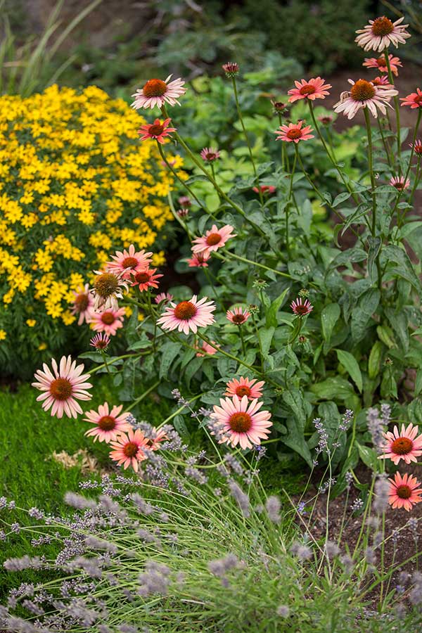 Pink and yellow flowers in greenery