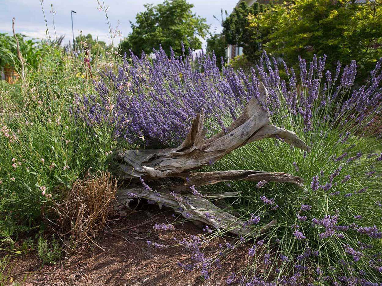 Lavender bushes surrounding driftwood in garden