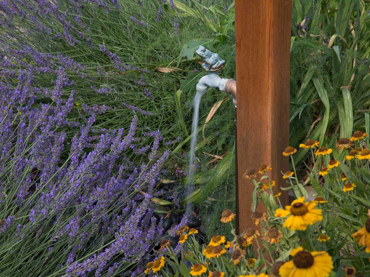 Watering lavender and flowers in garden