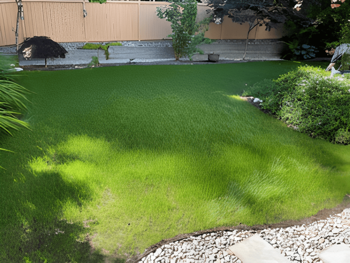 Sunny backyard with fresh grass
